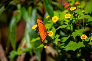 Orange tropical Brazilian butterfly in selective focus
