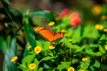 Orange tropical Brazilian butterfly in selective focus