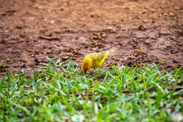 Typical Brazilian tropical land canary, yellow canary bird