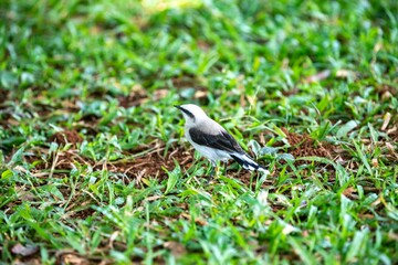 Small tropical bird Fluvicola nengeta known as masked waterbird
