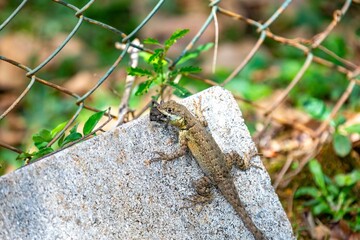 Small Brazilian tropical lizard feeding on a spider in a natural biological control.predation