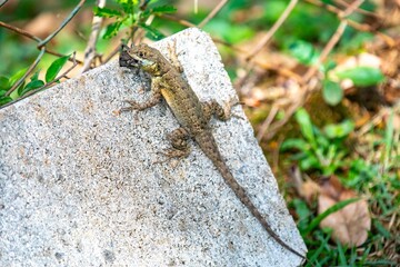 Small Brazilian tropical lizard feeding on a spider in a natural biological control.predation