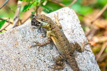 Small Brazilian tropical lizard feeding on a spider in a natural biological control.predation