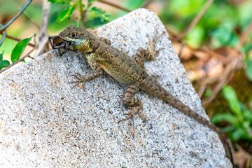 Small Brazilian tropical lizard feeding on a spider in a natural biological control.predation