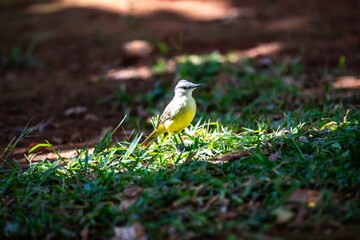Typical Brazilian tropical land canary, yellow canary bird
