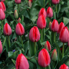 Fototapeta premium red tulips in the garden