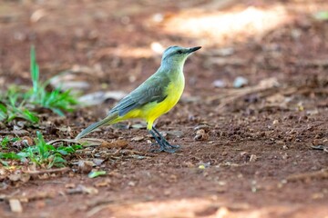Typical Brazilian tropical land canary, yellow canary bird