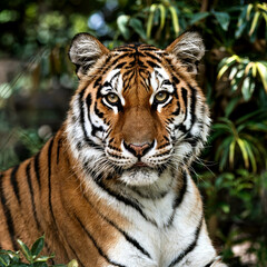 Obraz premium tiger in the wild