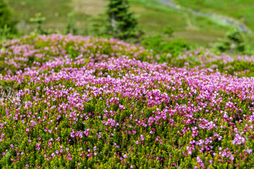 Pink mountain heather meadow flower. Meadow with wildflower of mountain heather flower in nature. Summer nature. Flowering plant. Flower of phyllodoce plant. Mountain heather blossom.