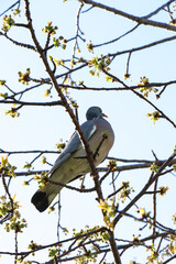Pigeon perched on a blooming tree