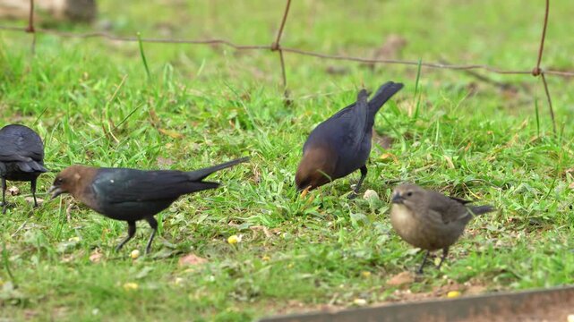 Four Brown-headed Cowbirds actively feed on a vibrant green grass lawn in this detailed video. Observe these interesting birds as they forage for food in their natural environment. A close view