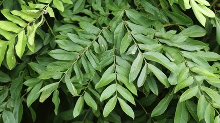 Obraz premium Close-up view of vibrant green leaves on branches.