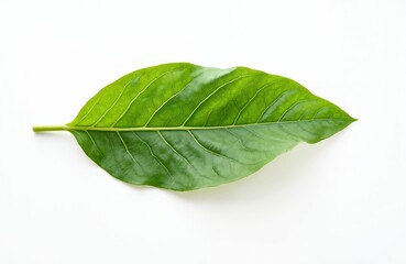 Obraz premium Large green horseradish leaf isolated on white background. Fresh plant detail shows texture, veins, stem. Healthy raw ingredient for food, culinary, herbal medicine, nature, ecology concepts.
