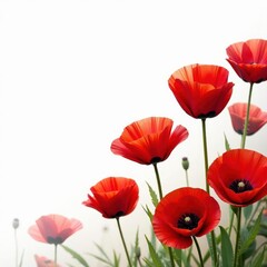 Obraz premium A cluster of scarlet poppies, stems visible, stark white backdrop , wild poppies, nature