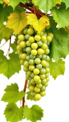 Clusters of green grapes on vine with vibrant leaves, isolated on white, refreshment, illustration