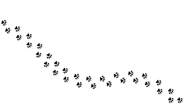 Path of bear footprints. Tracks of paw prints of bear, panda, grizzly bear. Silhouette. Bear trail. Vector isolated on white. For print, textile, clothing, postcard, book design, games, pet store, zoo