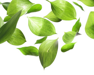 Many fresh green leaves flying on white background