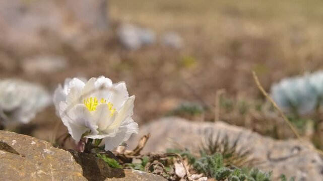 Detailed footage of a blooming tree peony with vibrant petals captured in Arabel Plateau's natural landscape.