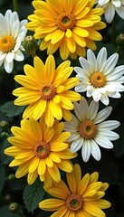 Group of bright daisies with yellow and white petals arranged in an inflorescence on a green leafy background. A beautiful botanical background for spring and summer cards