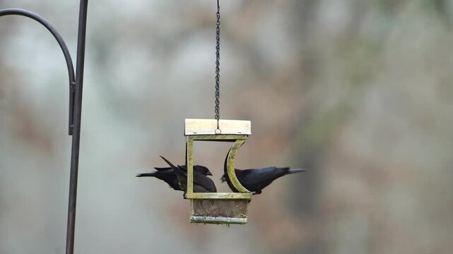 Two Brown-headed Cowbirds are captured in this detailed video as they feed at an antique brass colored hanging basket feeder. Observe their feeding behavior up close as they share this elevated food