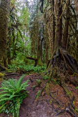 Hoh Rain Forest in the Olympic National Park, WA