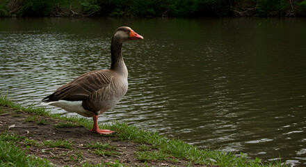 Fototapeta premium Greylag Goose Standing Beside A Pond In A Peaceful Environment