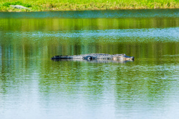 American Alligator