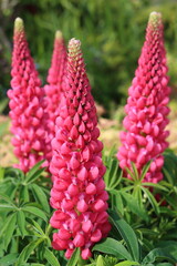 Group of large red lupins in a cottage garden