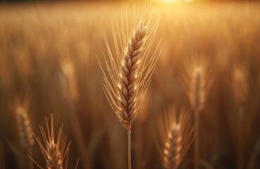 Close-up ripe wheat ears against blurry background. Gold spikelets texture. Agriculture farm field at sunset. Wheat harvest, grain food, farming, eco concept. Agriculture theme.