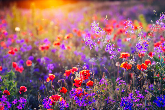 Purple small wildflowers of Forking Larkspur known as Consolida regalis in spring meadow against the sun.