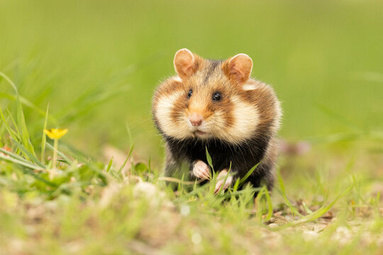 a curious little european hamster with big cheeks