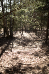 The photo shows a serene forest pathway illuminated by soft sunlight filtering through the trees, casting long shadows on the forest floor, creating a peaceful and natural atmosphere.