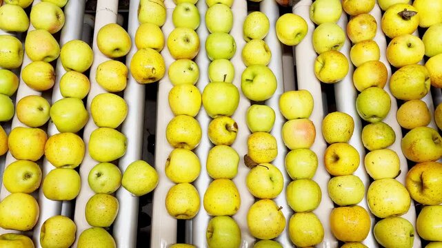 Female worker in rubber gloves sorting apples on conveyor belt. Quality control process selecting rotten fruits and second-grade apples for juice production in fruit processing facility.