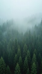 Fototapeta premium Drone aerial view of foggy forest in Idaho Pacific Northwest. Misty atmosphere creates moody scenic vertical landscape. Evergreen trees covered by fog. Nature adventure exploration.