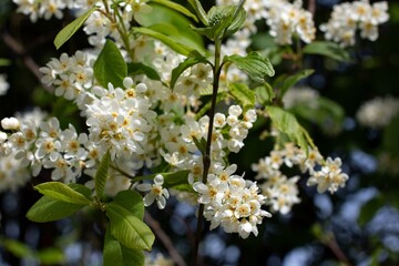viburnum blooms in spring in April in the city,
viburnum bush branches. focus on foreground