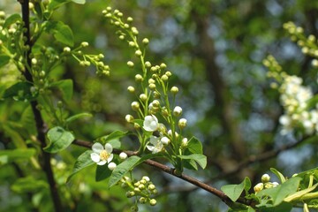 viburnum blooms in spring in April in the city,
viburnum bush branches. focus on foreground