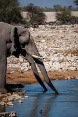 Namibian Elephants Drinking in Their Natural Habitat