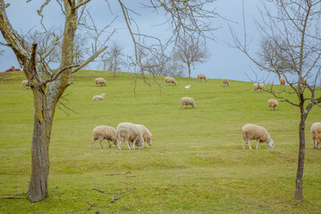 Obraz premium Podgarić, Moslavina, Croatia: Sheep graze on a green hillside under a cloudy sky