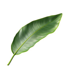 Obraz premium Green Leaf with Elegant Texture and Veins on White Background