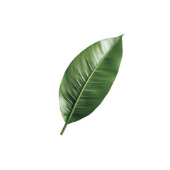 Obraz premium Green Leaf Isolated on White Background for Nature and Beauty Themes