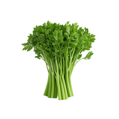 Fresh Green Parsley Bundle Ready for Culinary Use and Flavor Enhancement