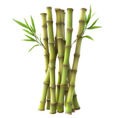 Obraz premium Fresh Green Bamboo Stalks with Leaves for Natural Background