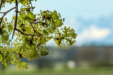branches of a blooming maple near Munich spring April, focus on foreground