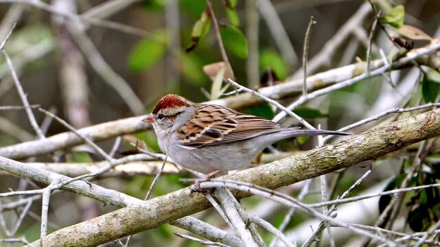 This close-up video captures an adorable Chipping Sparrow perched delicately on a branch surrounded by vibrant green leaves. Observe the intricate details of this tiny bird as it rests peacefully