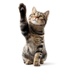 Fototapeta premium A cute cat giving high five isolated on white background