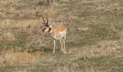 antelope in a field