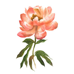 Watercolor hand drawn illustration of peony  © Evridika_where