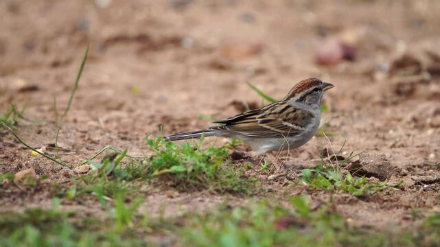Watch this cute little Chipping Sparrow as it actively forages for food on the green and brown forest floor. Observe its delicate movements and focused search for sustenance in its natural habitat