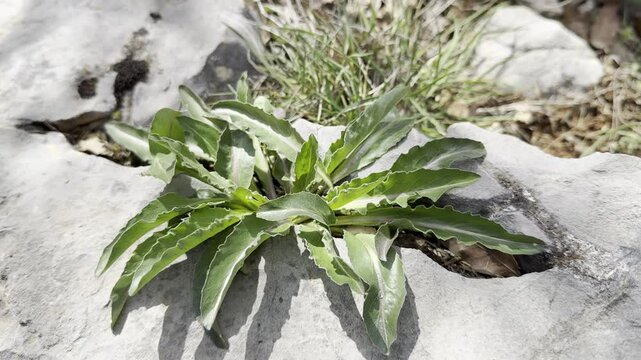 Rabbit grass, which contains bitter milk, is good for cancer and many other ailments.