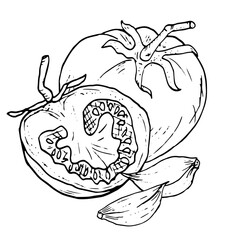 Tomato and tomato slice, sketch. Black and white vector illustration. Ripe cherry tomatoes and garlic cloves, on a white background. Fresh vegetables and cooking ingredients, ink drawing. 